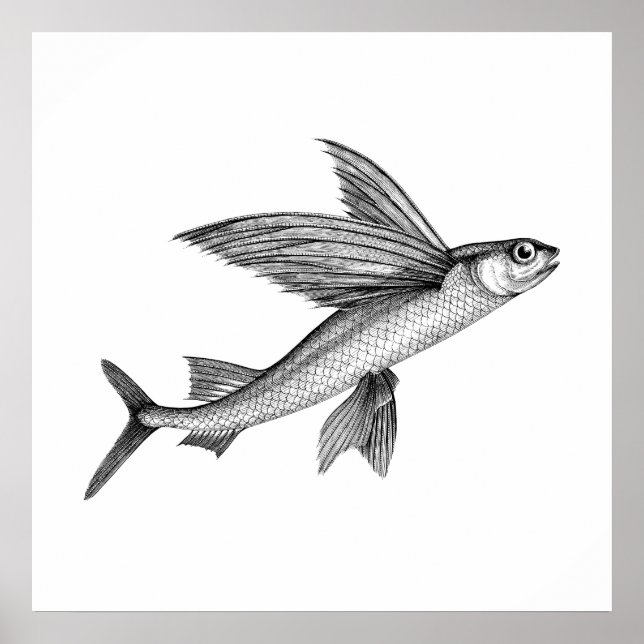 Black Antique Flying Fish Illustration Poster (Front)
