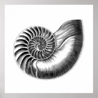 Black Antique Nautilus Scientific Illustration