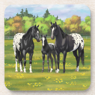 Black Appaloosa Horses In Summer Pasture Coaster