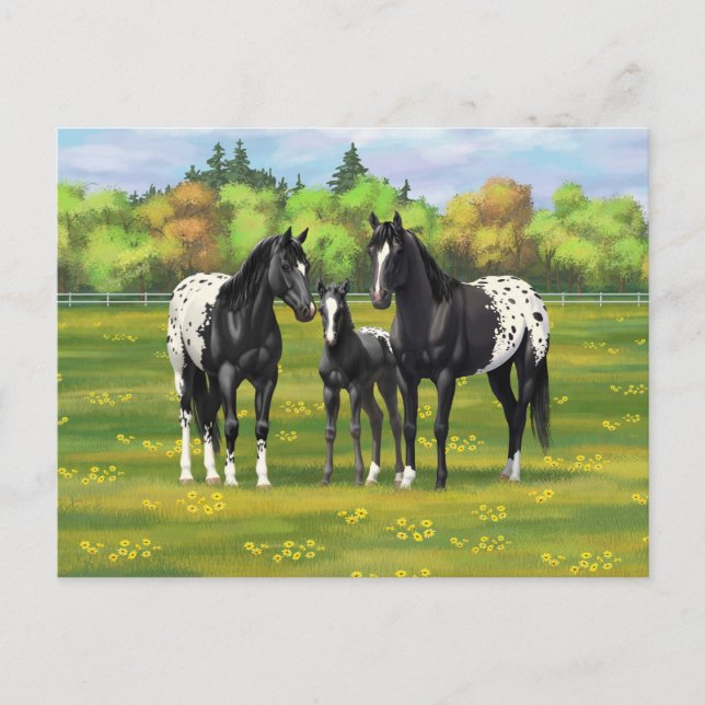 Black Appaloosa Horses In Summer Pasture Postcard (Front)
