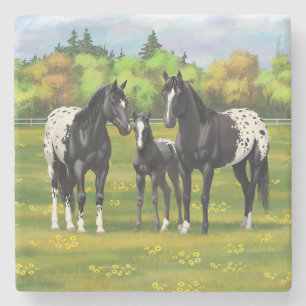 Black Appaloosa Horses In Summer Pasture Stone Coaster