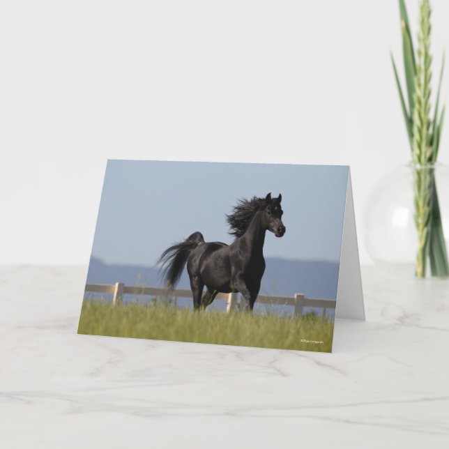 Black Arab Stallion Running Mane Flowing Card (Front)