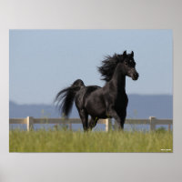 Black Arab Stallion Running Mane Flowing