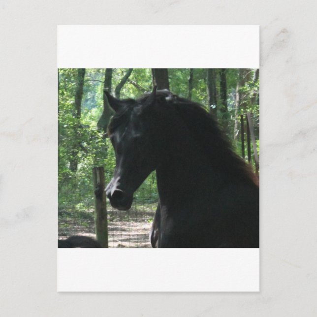 Black Arabian Mare in Forest Postcard (Front)