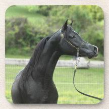 Black arabian on coasters