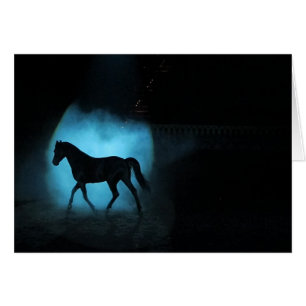 Black Arabian Stallion