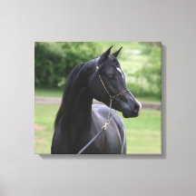 Black Arabian stallion