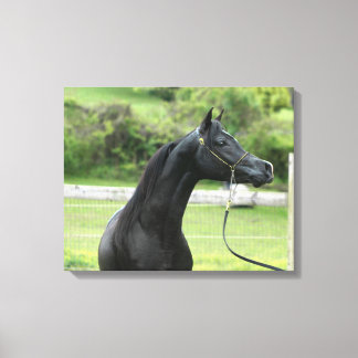 Black Arabian stallion wrapped canvas
