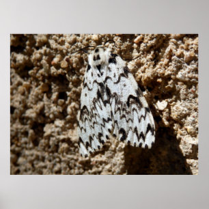Black Arches Moth Poster