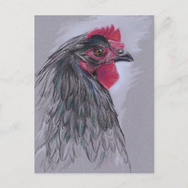 Black Australorp Hen Postcard (Front)
