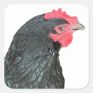Black Australorp Hen Square Sticker