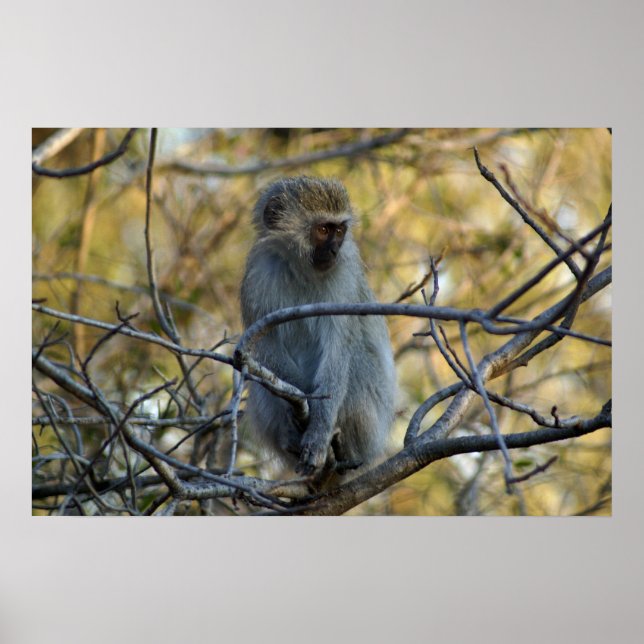 Black Baboon Poster (Front)