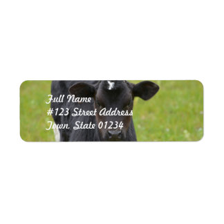 Black Baby Calf