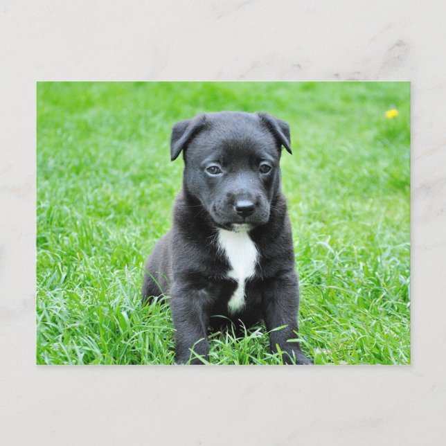 Black Baby Dog Postcard (Front)