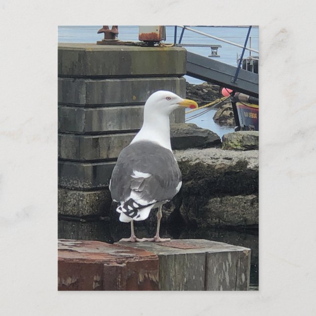 Black-Backed Gull, Isle of Islay, Scotland Postcard (Front)