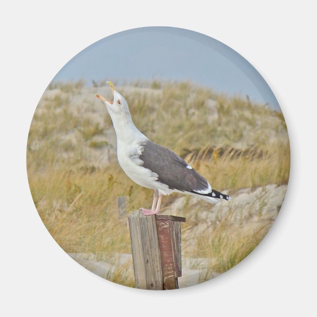 Black Backed Gull Seagull Series Magnet (Front)