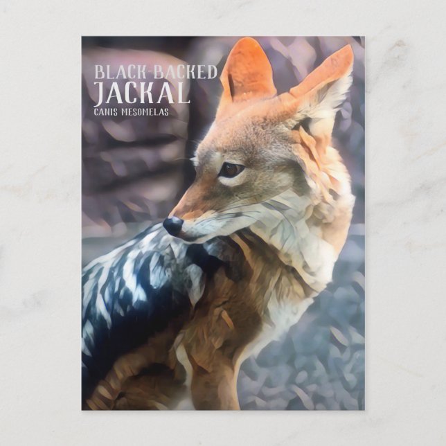 Black-backed Jackal [Postcard] Postcard (Front)