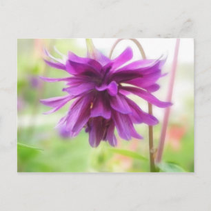 Black Barlow Columbine Postcard