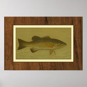 Black Bass on a Green Background Poster