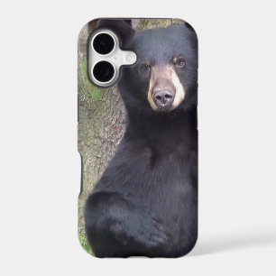 Black Bear