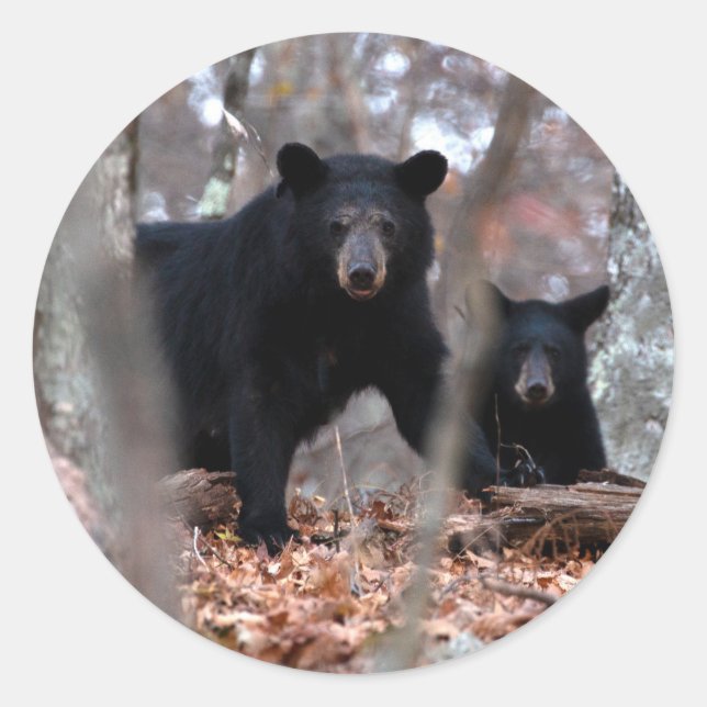 Black Bear and Cub Sticker (Front)