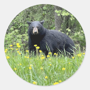 Black Bear and Dandelions Round Sticker