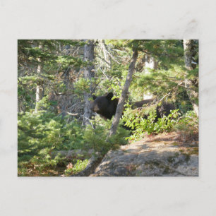 Black Bear at Grand Teton Postcard
