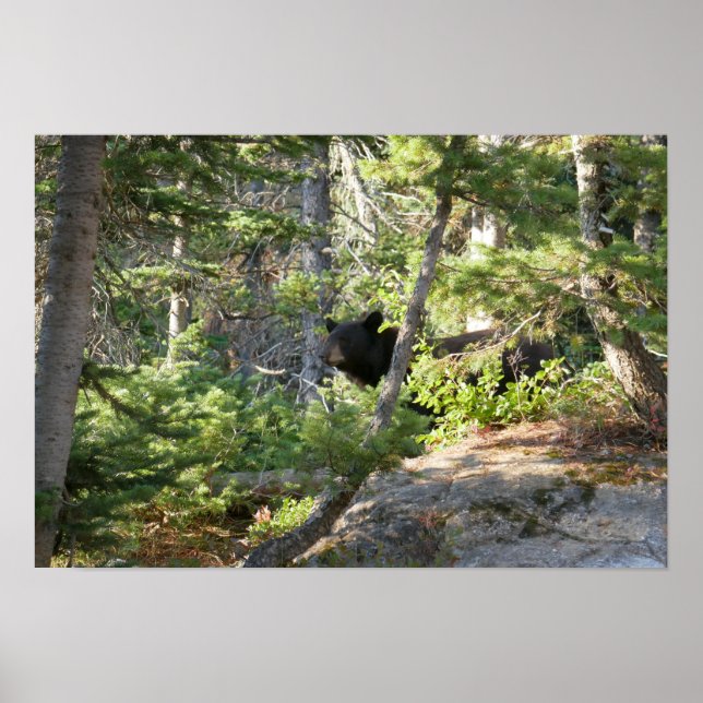 Black Bear at Grand Teton Poster (Front)
