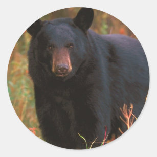 Black Bear Classic Round Sticker