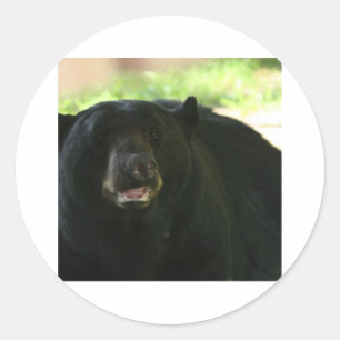 black bear classic round sticker