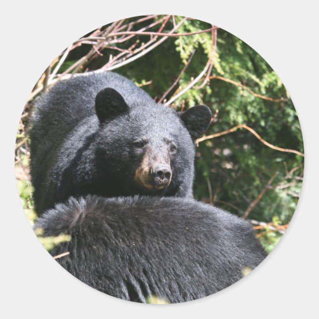 black bear classic round sticker (Front)