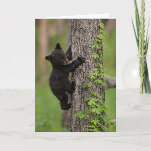Black Bear Cub Climbing Tree Card (Front)