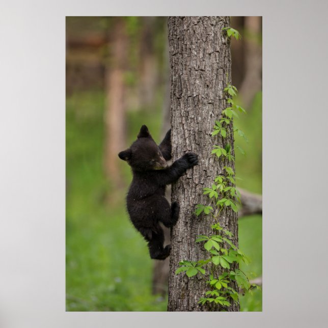 Black Bear Cub Climbing Tree Poster (Front)