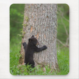 Black Bear Cub   Great Smoky Mountains Mouse Pad