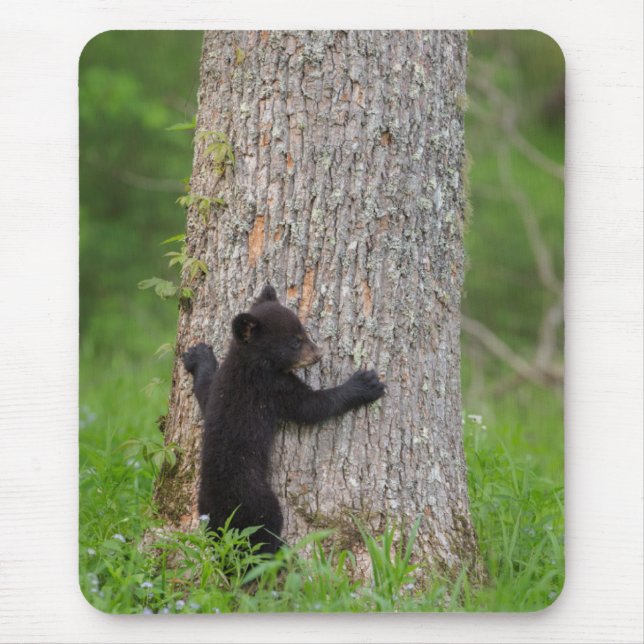Black Bear Cub | Great Smoky Mountains Mouse Pad (Front)