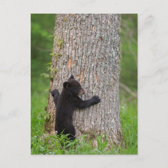 Black Bear Cub | Great Smoky Mountains Postcard (Front)