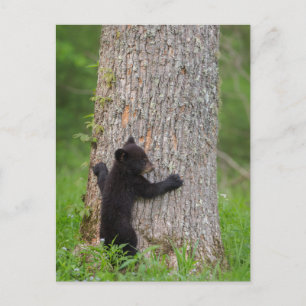 Black Bear Cub   Great Smoky Mountains Postcard