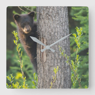 Black Bear Cub in Springtime Square Wall Clock