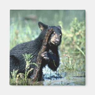Black Bear-cub in summer marsh Magnet