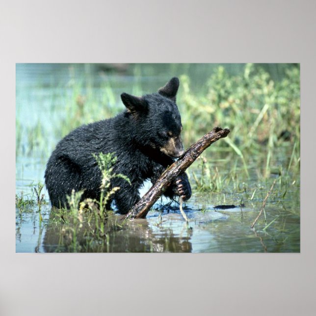 Black Bear-cub in summer marsh Poster (Front)