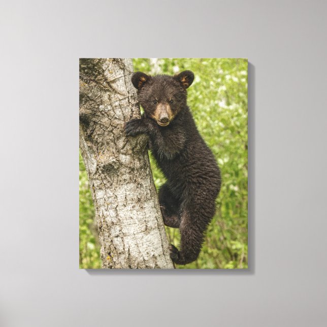 Black Bear cub In Tree Canvas Print (Front)