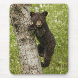 Black Bear cub In Tree Mouse Pad