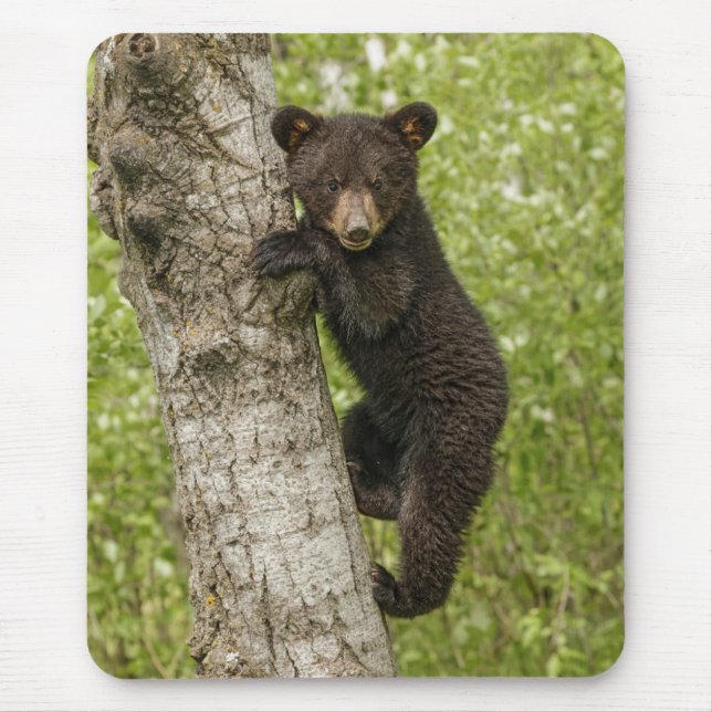 Black Bear cub In Tree Mouse Pad (Front)