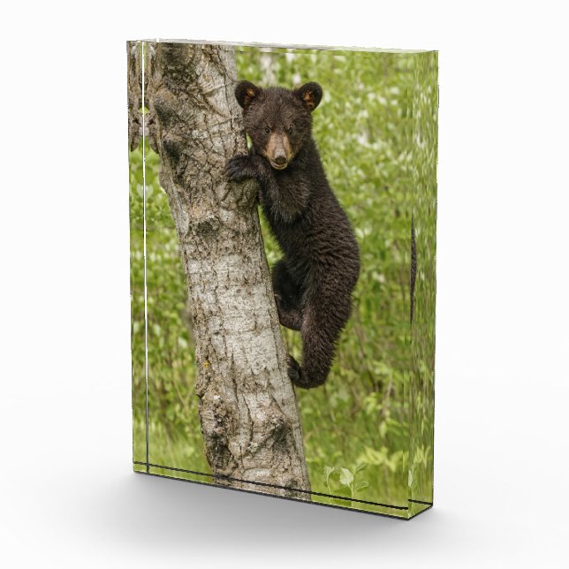 Black Bear cub In Tree Photo Block (Right)