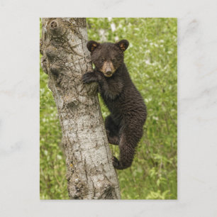 Black Bear Cub in Tree Postcard