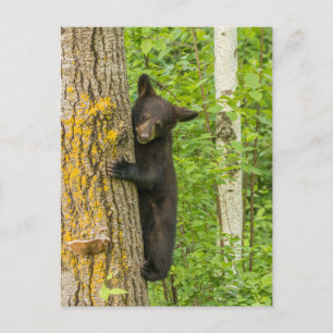 Black Bear Cub   Minnesota Postcard