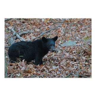 Black Bear Cub Photo Print