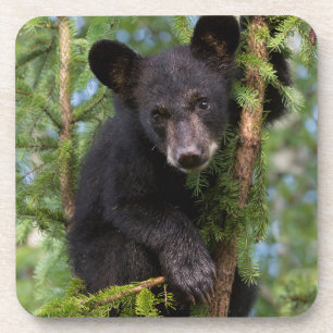 Black Bear Cub Playing in Trees Coaster