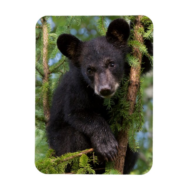 Black Bear Cub Playing in Trees Magnet (Vertical)