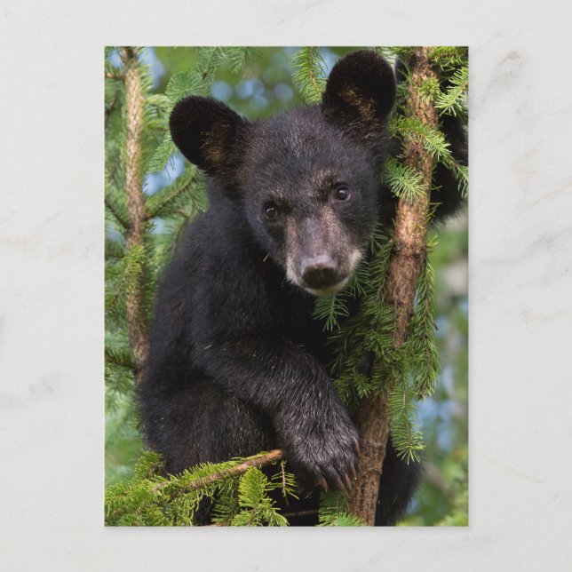 Black Bear Cub Playing in Trees Postcard (Front)